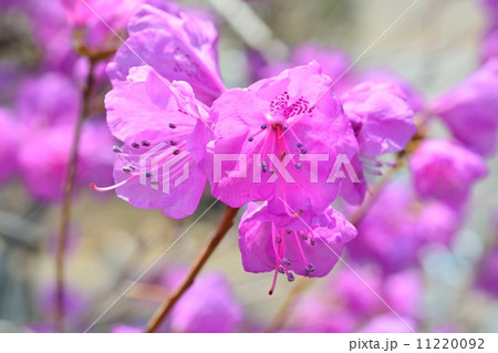 ゲンカイツツジ 11220092