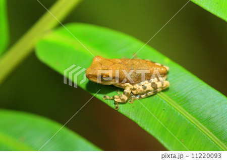 スリランカアマガエル スリランカアマガエル 11220093