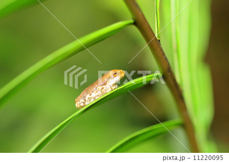 スリランカアマガエル スリランカアマガエル 11220095