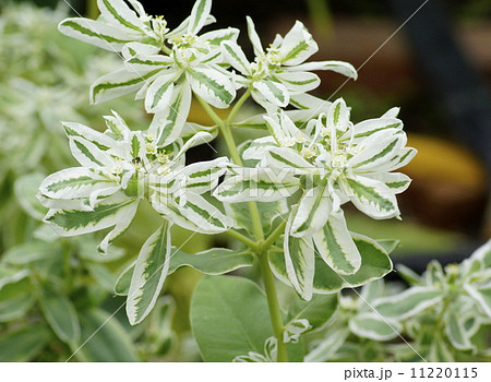 ハツユキソウ 11220115