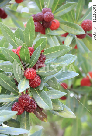 ヤマモモ ヤマモモ 11220201