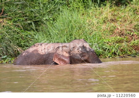 川に入るボルネオゾウ 川に入るボルネオゾウ 11220560
