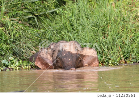 川に入るボルネオゾウ 11220561