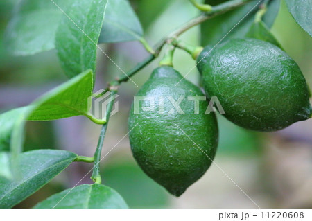 レモンの実 レモンの実 11220608