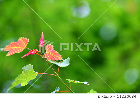 絶滅危惧植物　ハナノキ　絶滅危惧II類（VU） 11220634