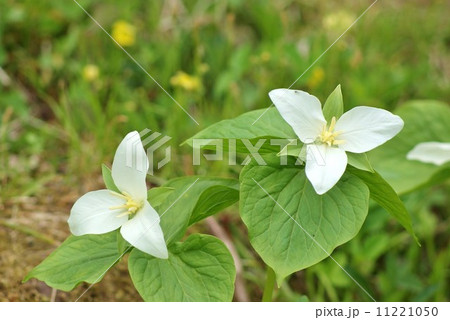 春の野の花・北大の花というべきか清き国ぞと憧れて北に咲くオオバナノエンレイソウ・横位置 11221050