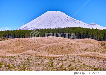 富士山と檜と伐採地 11221408