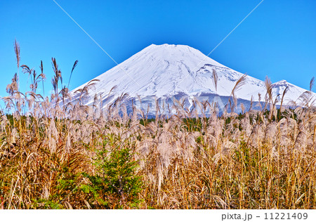 富士山とススキ 11221409
