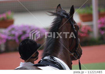 馬のたてがみ 11221485