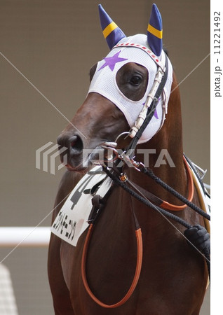 馬の顔 11221492