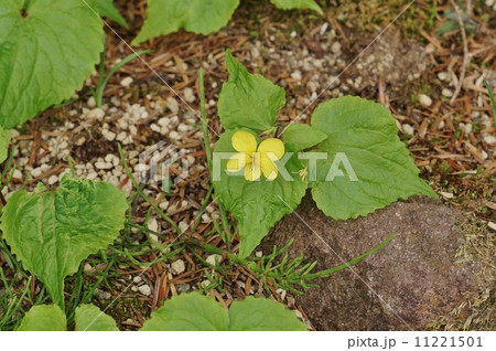 日本固有種の野の花 唇弁に筋のあるオオバキスミレの可愛い花 横位置の写真素材