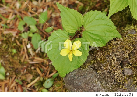 日本固有種の野の花 唇弁に筋のあるオオバキスミレの可愛い花 横位置の写真素材