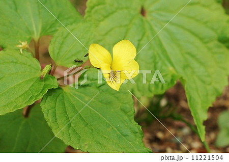 日本固有種の野の花 唇弁に筋のあるオオバキスミレの可愛い花 横位置の写真素材