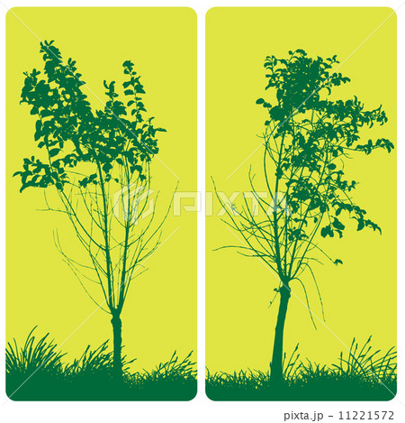 Tree 11221572