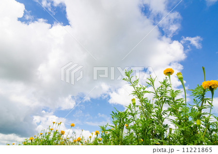 Marigolds or Tagetes erecta flower 11221865