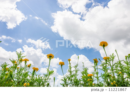 Marigolds or Tagetes erecta flower 11221867
