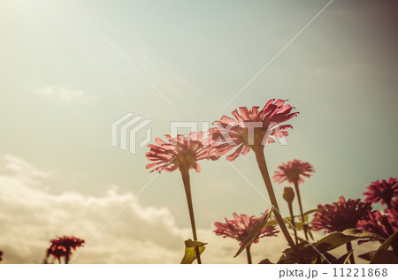 Zinnia flower and blue sky vintage Zinnia flower and blue sky vintage 11221868