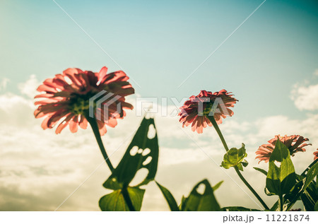 Zinnia flower and blue sky vintage 11221874