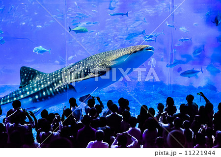 美ら海水族館のジンベイザメの写真素材 [11221944] - PIXTA