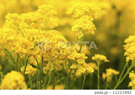 basket of gold, (Aurinia saxatilis) in spring 11221992