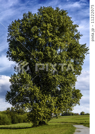 Large old poplar tree 11222075