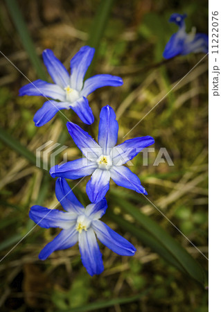 closeup of some blue Scilla bifolia 11222076