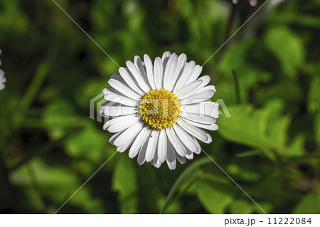 closeup of a white daisy (Bellis perennis) 11222084
