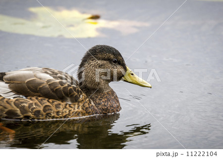 portrait of a swimming duck with light color filter portrait of a swimming duck with light color filter 11222104