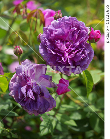 トゥール・ドゥ・マラコフ トゥール・ドゥ・マラコフ 11222665