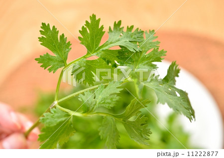 パクチー（香菜）と、海老のナンプラー炒め。チリソース添え。 11222877