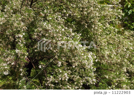 ソフォラダヴィディーの花と豆果 11222903