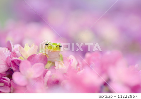 紫陽花とカエル 11222967