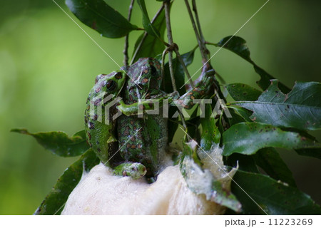 モリアオガエルの産卵 11223269