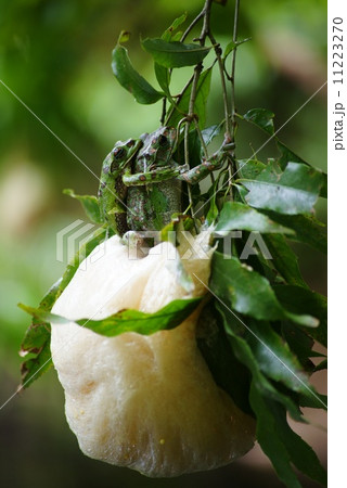 モリアオガエルの産卵 モリアオガエルの産卵 11223270