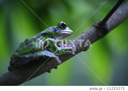 モリアオガエル 11223272