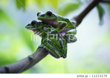 モリアオガエル 11223276