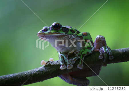 モリアオガエル 11223282