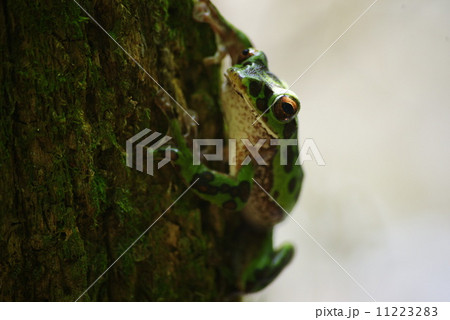 モリアオガエル 11223283