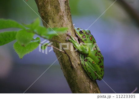 モリアオガエル 11223305