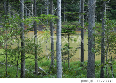 阿寒の森 11223331