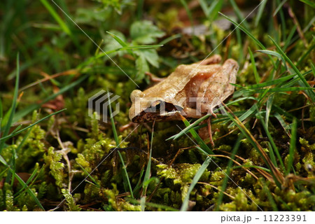 アカガエル 11223391