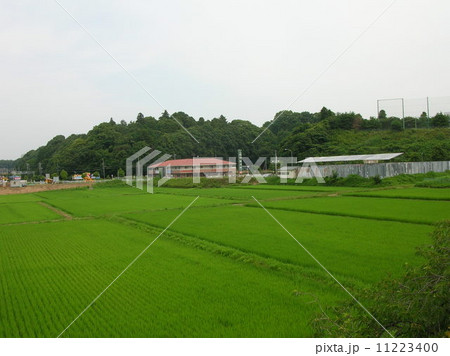 田んぼ 11223400