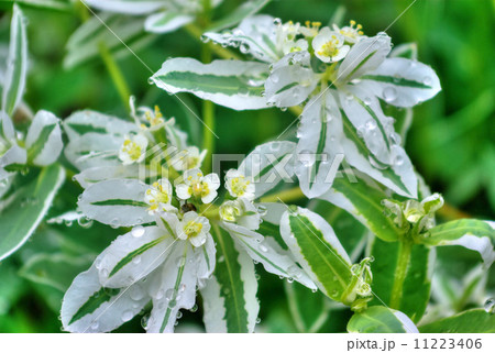 雨滴の付いた初雪草 雨滴の付いた初雪草 11223406