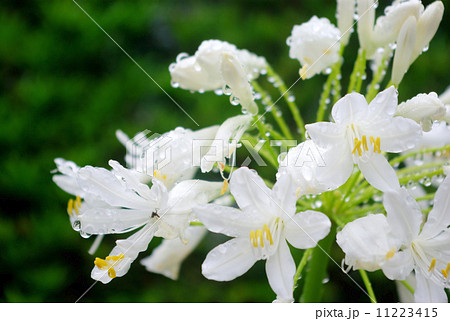 雨滴の付いた白色のアガパンサス 11223415