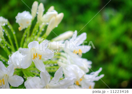 雨滴の付いた白色のアガパンサス 雨滴の付いた白色のアガパンサス 11223416