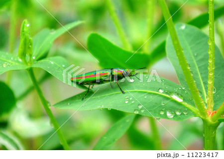 雨滴の付いた初雪草の葉にとまる玉虫 11223417