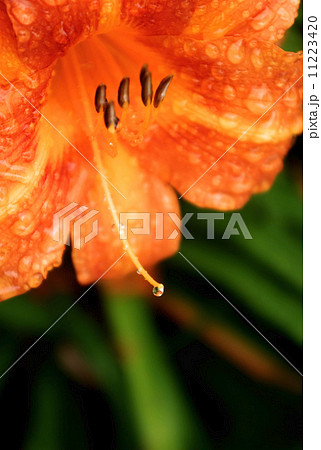 雨滴の付いたノカンゾウの花 11223420