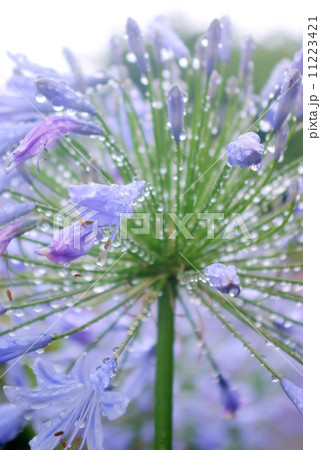 雨滴の付いた紫色のアガパンサス 11223421