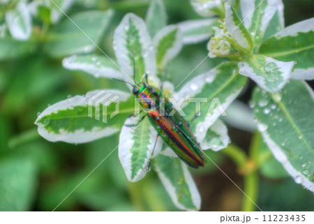 雨滴の付いた初雪草の葉にとまる玉虫 雨滴の付いた初雪草の葉にとまる玉虫 11223435