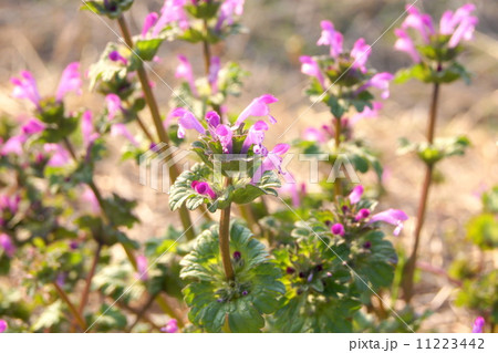 ホトケノザの群生 (春の七草=コオニタビラコではありません) ホトケノザの群生 (春の七草=コオニタビラコではありません) 11223442